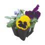 Plantes annuelles assorties 9/pqt