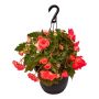 10" Assorted Hanging Basket