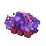 Wave Petunia Jumbo-6/Pack
