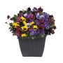 Pansy Step Hugger