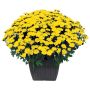 Fall Mum Step Hugger