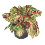 6" Assorted Annuals