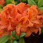 2G Decidious Azalea Assorted