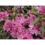 2G Rhododendron Assorted