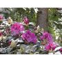 2G Rhododendron Assorted