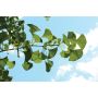 Arbre de ginkgo Maidenhair 7 gal