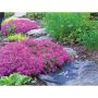 Creeping Phlox Assorted 1G
