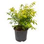 Dwarf Burning Bush 3G