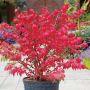 Dwarf Burning Bush 5G