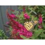 Miss Molly Butterfly Bush PW 2G