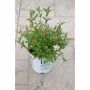 Cerisier Yuki Cherry Blossom® Deutzia PW® 2 gal