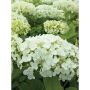 Annabelle Smooth Hydrangea 2G