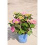Hortensia Endless Summer® Bloomstruck® 2 gal