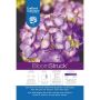 Hortensia Endless Summer® Bloomstruck® 2 gal