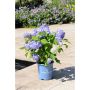 Endless Summer The Original Hydrangea (Blue) 5G