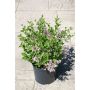 Lilas coréen nain 2 gal