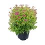 Goldflame Spirea 2G