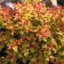 Goldflame Spirea 2G