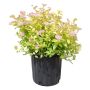 Goldmound Spirea 2G