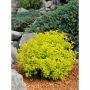 Goldmound Spirea 2G