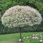 Saule tacheté standard 5 gal