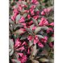 Wine & Roses Weigela Proven Winners 2G