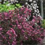 Wine & Roses Weigela Proven Winners 2G