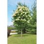 Lilas japonais Soie ivoire 7 gal