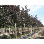 Crimson King Norway Maple 7G