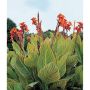 Canna Lily Planter 10" pot