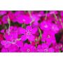 DIANTHUS DELUXE ASSORTMENT 1G