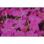 DIANTHUS DELUXE ASSORTMENT 1G