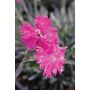 DIANTHUS DELUXE ASSORTMENT 1G