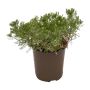 Perennial Assorted 1 Gallon