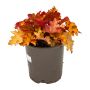 Perennial Assorted 1 Gallon