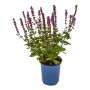 Perennial Assorted 1 Gallon