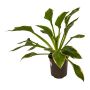 Perennial Assorted 1 Gallon