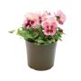 ANNUALS/ASSORTED 5.5"