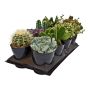 5" Assorted Cactus & Succulent