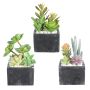 3.5" Artificial Succulents In Black Square Ceramic Pot