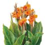 Lys de Canna 4,7 po
