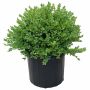 Green Velvet Boxwood 3G