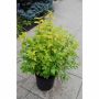 Lemon Candy Common Ninebark 2G
