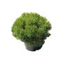 Dwarf Mugo Pine 2G