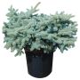 Globe Colorado Blue Spruce 3G