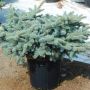 Globe Colorado Blue Spruce 3G