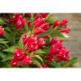Crimson Kisses Weigela 2G