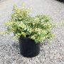 Euonymus Surespot 2 gal