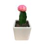Cactus greffé avec pot 2,5 po