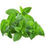 EZ Mint Seeds